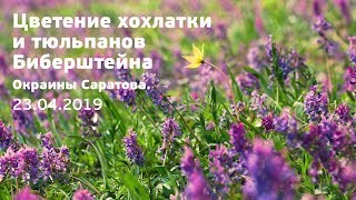 Цветение хохлатки и тюльпанов Биберштейна. Саратов. 23.04.2019