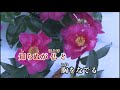 (新曲) こゝろ花(こころ花)/石川さゆり cover eririn