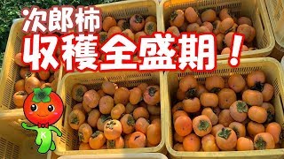 １０月２７日（日）次郎柿の栽培に同行しました