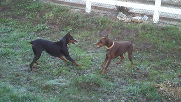 Bosco near fight with Valentina, Body language Video