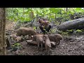 Wild Boar Training And Rice Harvesting, Survival Instinct, Wilderness Alone, survival, Episode 148