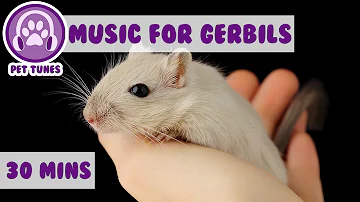 Como treinar seu gerbil?