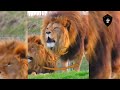 Lion Says Ya Ali | Ya Ali |Ali Ka Zikar Dilon Ko Karar Dayta Hai | Shorts Viral Video| SubhanAllah |