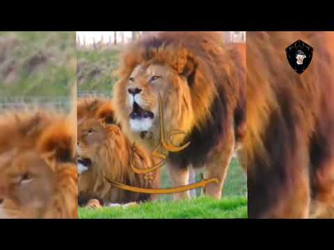 شعر کہتا ہے یا علی یا علی  رجب اسٹیٹس واٹس ایپ      
