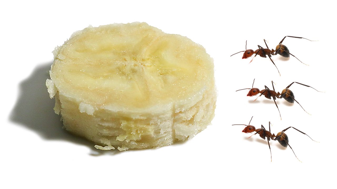 Ants vs Banana Timelapse YouTube