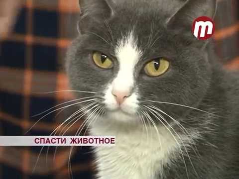 Истязали кошку