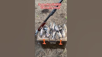 3 man Dove limit!!!                       Hell of a hunt!!!! #outdoors #dove  #southtexas