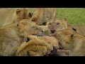 Lions food fight in kogatende serengeti