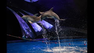 Georgia Aquarium Dolphin Show