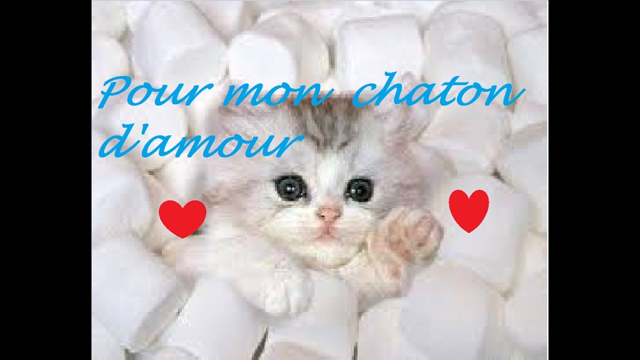 Cadeau Pour Mon Chaton Lire Description Youtube