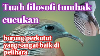 ciri-ciri burung perkutut lokal tumbak cucukan yang sangat baik di pelihara orang Jawa ll