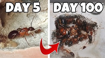 Simulating a Colony of Killer Ants for 100 Days, THIS Happened