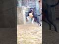 Pakistani Bully | Bully Kutta | Bully Dog #dog #pet #dogshorts #shorts #viral #trending #new #latest