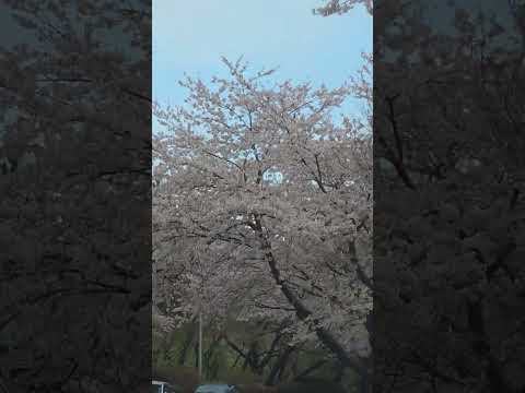 cherry blossom #busan #koreatravel