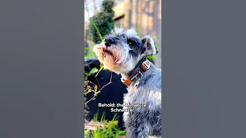 The truth about Miniature Schnauzers | pt. 1
