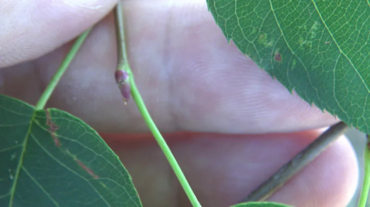 Identifying serviceberry - DayDayNews