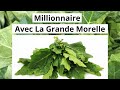 Lancezvous dans la culture de la grande morelle gboma pour devenir millionnaire