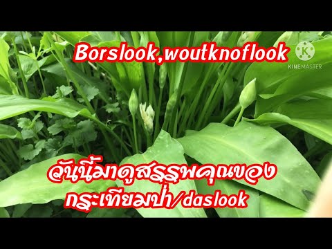 สรรพคุณกระเทียมป่า