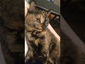 眠気に負けそうだけど飼い主引っかきたい猫 #cat #サビ猫 #猫のいる暮らし