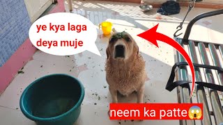labrador max ko नहलाये Neem ke paate se :dog bath : dog funny video :labrador dog vlog by At Mix Vlogs 88 views 3 months ago 6 minutes, 32 seconds