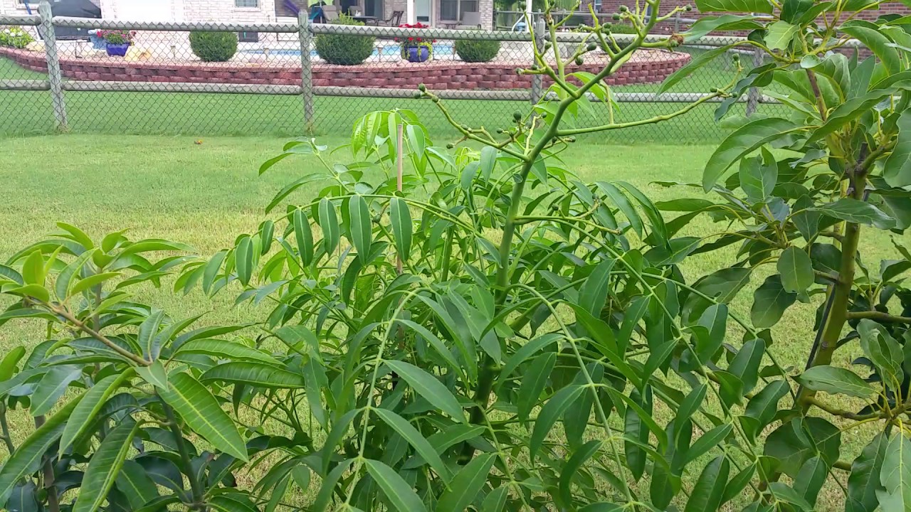 Fruiting Container June Plum Tree - Cay Coc Thai - YouTube