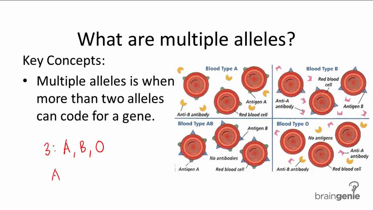 multiple-alleles-and-polygenic-traits-worksheet-answers-times-tables-worksheets