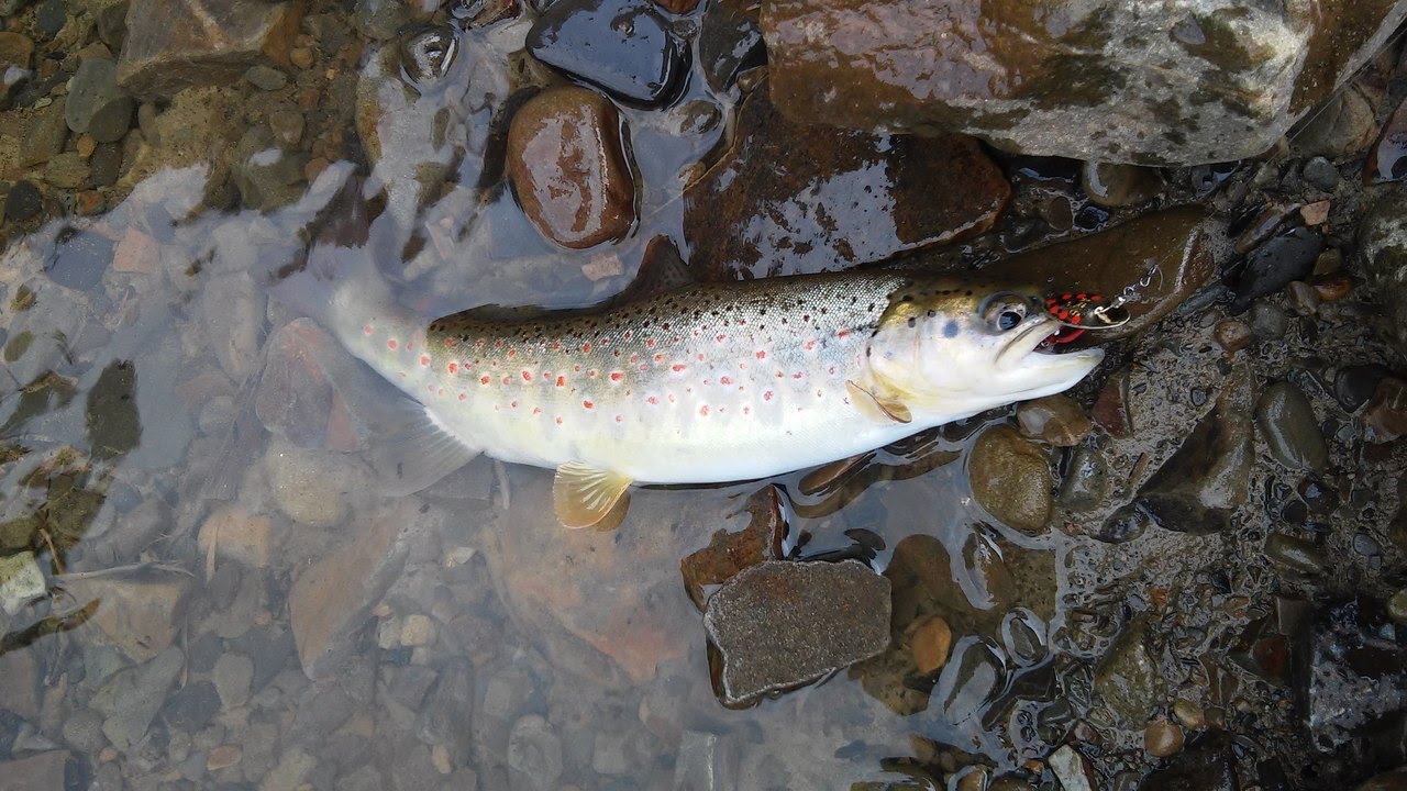 Форелевые реки Форелевые реки