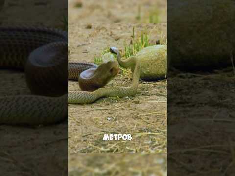 Самая ядовитая змея в мире — тайпан Маккоя #taipan #australia
