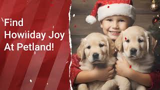 Happy Howlidays!✨🎄🐶 by Petland Topeka 8,839 views 5 months ago 16 seconds
