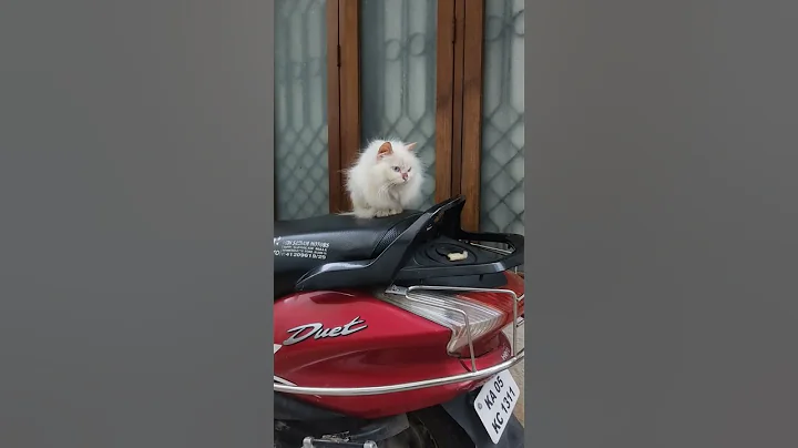 Video 4990231: persian, cats catlover pets, catlover pets dance, cat dance dog pets, manee cat