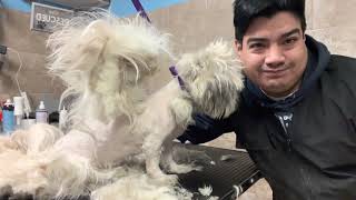 Shaving a severely matted Shih Tzu by Dalilas Pet Grooming  2,569 views 3 years ago 17 minutes