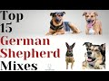 Top 15 German Shepherd Mixes: Traits, Temperament, and Insights