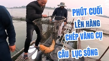 Câu lục đầu cần sông tự nhiên cạnh lồng bè - Thiếu một chút may mắn nên không lên được chép khủng