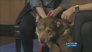 Second Chance Pets: Duke
