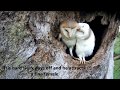 Bringing Up Baby: How Barn Owls Do It