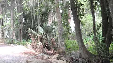 Brownell Memorial Park - Water and cicadas