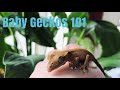 How To Care For Baby Crested Geckos