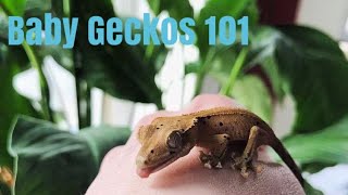 How To Care For Baby Crested Geckos