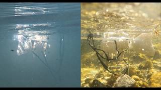 2026 ACM SIGGRAPH Specular Futures Student Competition: Trout Telephone by Peijing Mou
