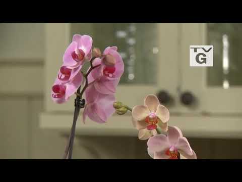 تیزر قسمت ۱۱۳ رازگشایی از ارکیده ها زندگی شکوفا شده ی جی شوانکه