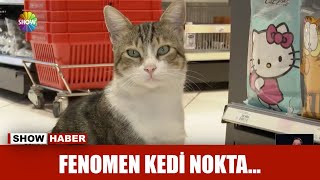 Fenomen kedi Nokta... Resimi