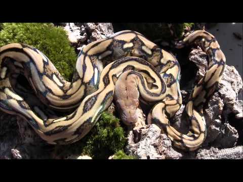 Baby Tiger Reticulated Pythons