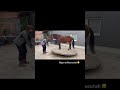 Способ обучения &quot;качелям&quot; (из тырнета) #mustang #horses #природа #лошади