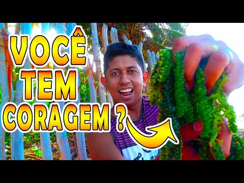 Vídeo: Uvas Do Mar