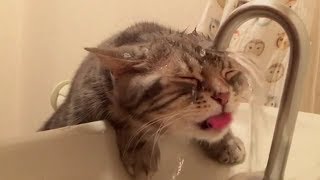 Cats vs Water - Funny Cats Compilation