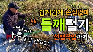 [4k] 손쉽게 손실없이 들깨 터는 방법 / 들깨 선별 작업까지 / 아무때나 들깨 털면 남는게 없어요