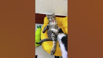 These Cats Just Quit Life Mid-Week 😂 #Mood"