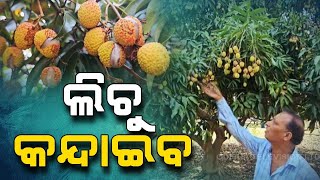 Sundargarh | Farmers express concern after litchis getting destroyed by extreme heat conditions