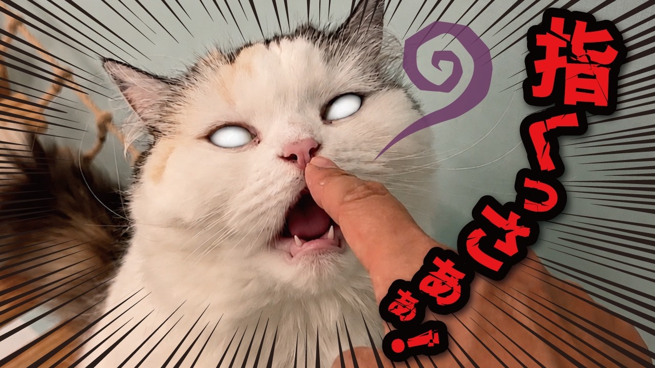【悲報】飼い主の指がくさすぎて猫たちに嫌われてしまいました
