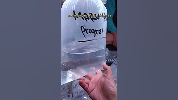 Thumbnail of The First Time I Saw Farmed Auranti #channa #channafish #snakehead #snakeheadfish #ornamentalfish